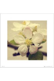 Apple Blossom Trio - plakat premium 40x40 cm