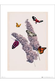 Motyle Butterflies Flowers - plakat premium 30x40 cm