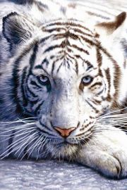Tygrys Bengalski - plakat 61x91,5 cm