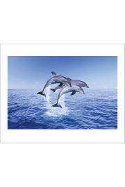 Dolphin Trio - plakat premium 50x40 cm