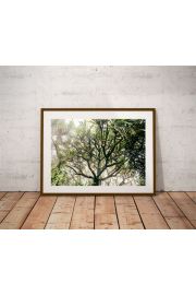 Foggy tree - plakat premium 59,4x42 cm