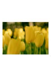 te tulipany - plakat 84,1x59,4 cm