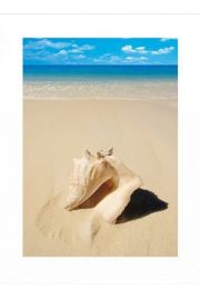 Beach Shell - plakat premium 60x80 cm