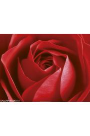 Czerwona Ra - plakat premium 80x60 cm