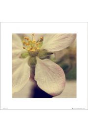 Apple Blossom Close Up - plakat premium 40x40 cm
