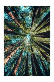 Korony drzew – plakat 50x70 cm