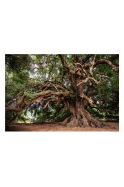 Stare drzewo - plakat 80x60 cm
