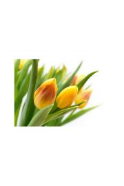 te Tulipany - plakat premium 80x60 cm