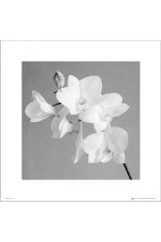 Orchidea Grey - plakat premium