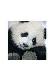 Wielka Panda - plakat premium 40x40 cm