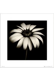 Stokrotka Daisy Black & White - plakat premium 40x40 cm