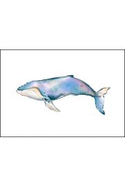 Wieloryb - plakat 50x40 cm