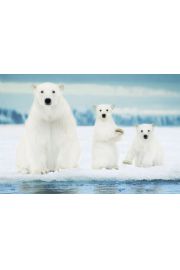 Rodzina Niedwiedzi Polarnych - plakat 91,5x61 cm