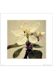 Apple Blossom Single - plakat premium 40x40 cm