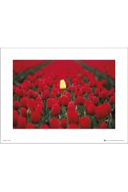 Tom Mackie Tulipany - plakat premium 40x30 cm