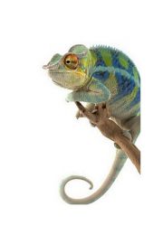 Kameleon. Ambanja Panther Chameleon - plakat premium 60x80 cm