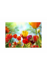 Wiosenne kwiaty - plakat premium 80x60 cm