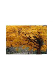 Beautiful Fall Color Tree - plakat premium 80x60 cm