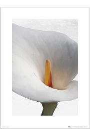Floral Calla - plakat premium 30x40 cm
