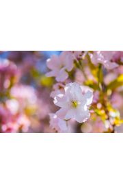 Wiosenne kwiaty - plakat premium 84,1x59,4 cm