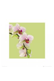 Orchidea - plakat premium 40x40 cm