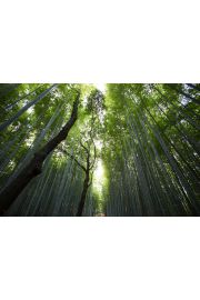 Las bambusowy - plakat 29,7x21 cm