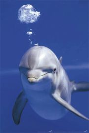 Delfin pod Wod - plakat