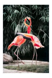 Taczce flamingi - plakat 29,7x42 cm