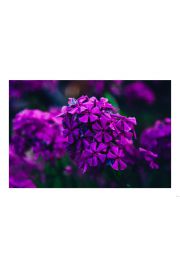 Fioletowe kwiaty - plakat 30x20 cm