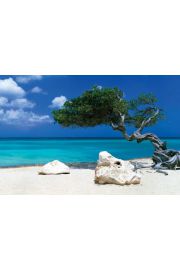 Karaiby - Drzewo Divi Divi - Pikna Plaa - plakat 91,5x61 cm
