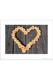 Heart Roses - plakat premium 40x30 cm
