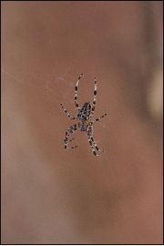 Spider cross - plakat premium 29,7x42 cm