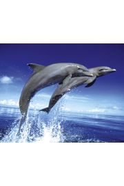 Delfiny - plakat 50x40 cm