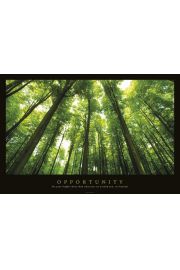 Opportunity - Las, promienie wiata - plakat motywacyjny 91,5x61 cm