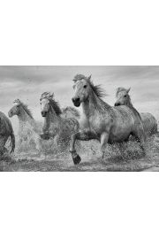 Camargue Galopujce Biae Konie - plakat ze zwierztami 91,5x61 cm