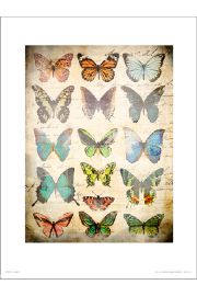 Butterflies Vintage - plakat premium 30x40 cm