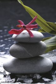 Zen Stones - Orchidea - plakat 61x91,5 cm