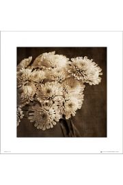 Bukiet Kwiatw Sepia - plakat premium 40x40 cm