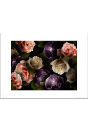 Re Roses Dark - plakat premium 40x30 cm