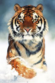 Tygrys Bengalski w niegu - plakat 61x91,5 cm