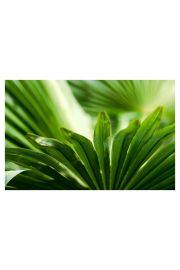 Li palmowy - plakat 42x29,7 cm