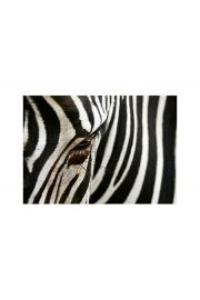 zebra - plakat premium 80x60 cm