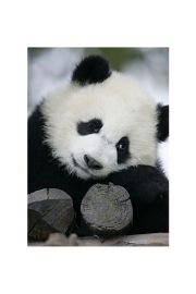 Wielka Panda - plakat premium 60x80 cm