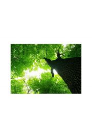 Gigatyczne Drzewo - plakat premium 80x60 cm