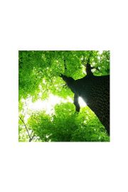 Gigatyczne Drzewo - plakat premium 40x40 cm