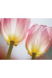 Tulipany w kroplach rosy - plakat 50x40 cm