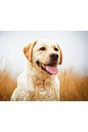 Labrador Szczliwy Pies - plakat 50x40 cm