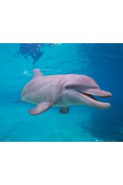 Delfin - plakat