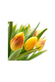 te Tulipany - plakat premium 40x40 cm