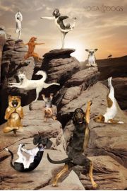 Joga - Zabawne Figury w Kanionie - Psy - plakat 61x91,5 cm